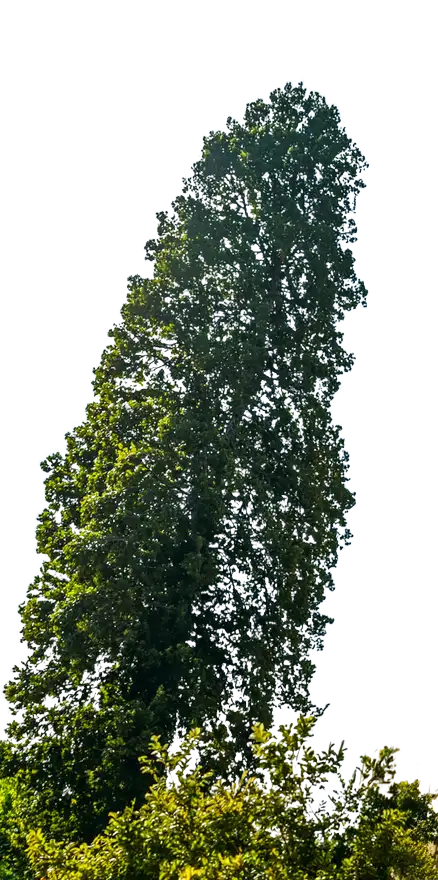 Hoher grüner Baum symbolisiert nachhaltiges Wohnen und grüne Wohnlage.
