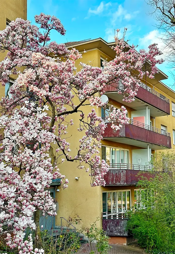 Wohngebäude im Frühling mit blühendem Magnolienbaum im Vordergrund.